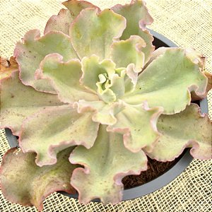 CURLS - Suculenta Gibbiflora Planta Decorativa