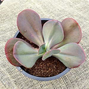 HB VERMELHO - Suculenta Gibbiflora para Decoração e Jardim