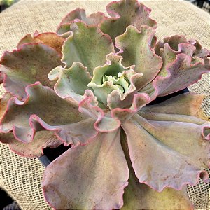 Suculenta Gibbiflora para Aquários Decorativos