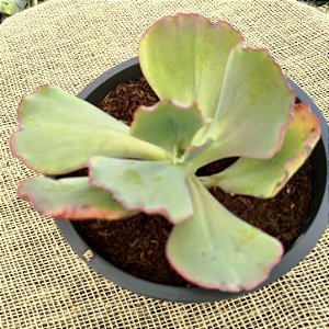 HB Carunculas - Suculentas Gibbiflora