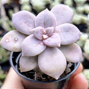 Graptopetalum Superbum Suculenta Compacta