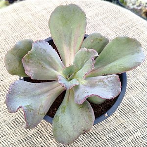 BOWL- Suculenta Gibbiflora Natural Para Jardim