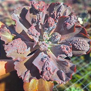 T28 - Suculenta Gibbiflora para Jardim