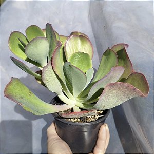MAUNA PORTUGUÊSA - Suculenta Gibbiflora Para Jardim