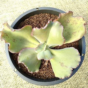 AKINA - Suculenta Gibbiflora para Jardim