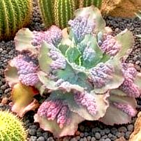 TIMAJON - suculenta gibbiflora para jardim