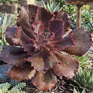 MÉXICO - Suculenta Gibbiflora para Jardim Externo