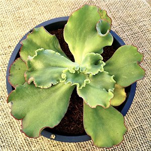 VIGNUS - Suculenta Gibbiflora para Jardim