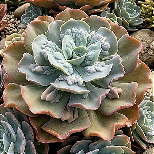 OCEAN BLUE - Suculenta gibbiflora para jardim