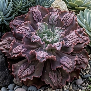 NIKITA - Suculenta Importada para Jardim