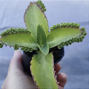 ARANTO - Muda de Suculenta no tamanho de vaso 06.