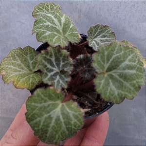 Begônia - Muda de Suculenta no tamanho de vaso 06.