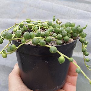 Colar de Pérolas - Muda de Suculenta no tamanho de vaso 09.