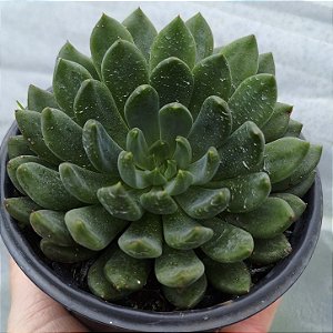 SMERALD - Muda de Suculenta COMPACTA no tamanho de vaso 11.