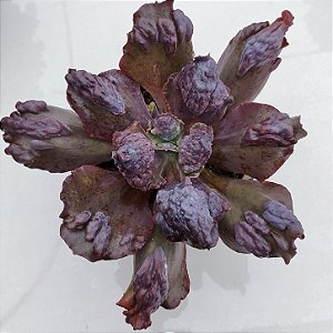 HEXOK - Planta Suculenta para Jardim Externo
