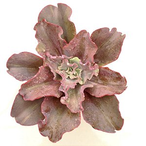 Fury Variegata - Suculenta Gibbiflora Externa