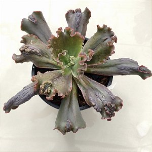 KAURANG - Suculenta Gibbiflora para Jardim