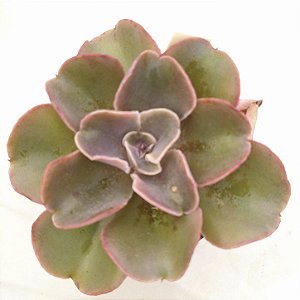 VIOLACINA - SUCULENTA GIBBIFLORA