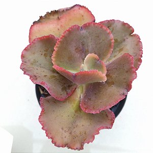 ROSSINI - Suculenta Gibbiflora para Jardim Externo