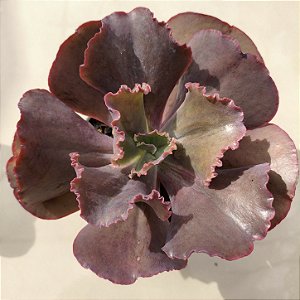 Red Moon - Planta Suculenta para Jardim Externo