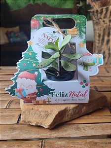 Caixa Para Suculenta + Tag Natal Branca - 30 unidades