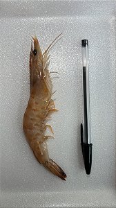 Camarão Rosa Médio - 1kg