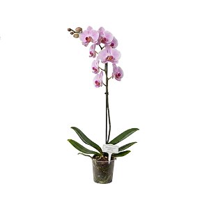 Orquídea Encanto Rosa