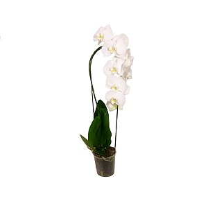 Orquídea Phalaenopsis Branca
