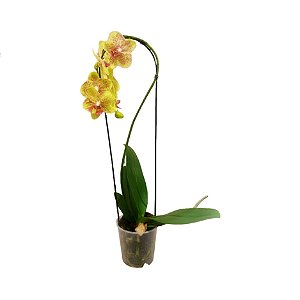 Orquídea Phalaenopsis Amarela