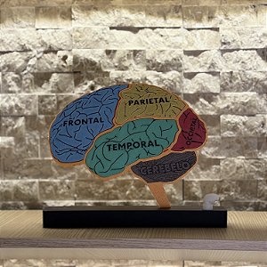 Cérebro encaixe regiões cerebrais