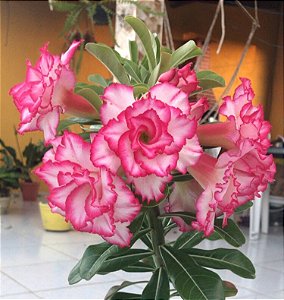 ROSA DO DESERTO CHIBI MARUKO