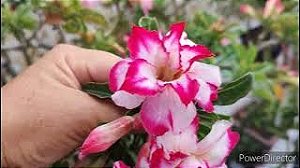 ROSA DO DESERTO AFRODITE
