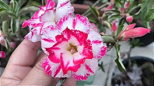 Rosa do deserto AFRODITE ENXERTO ADULTA