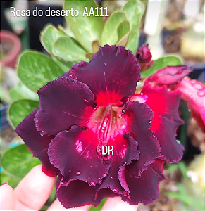 ROSA DO DESERTO AA111