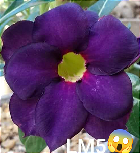 ROSA DO DESERTO LM 5