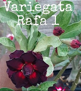 ROSA DO DESERTO VARIEGATA RAFA