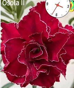 ROSA DO DESERTO OSOLA