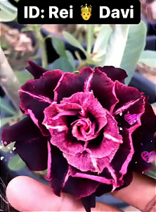 ROSA DO DESERTO REI DAVI baby