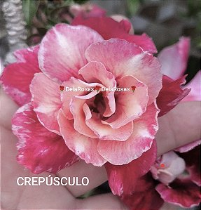 ROSA DO DESERTO CREPÚSCULO