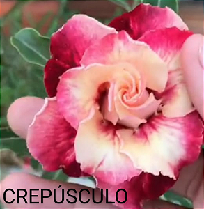 ROSA DO DESERTO CREPÚSCULO
