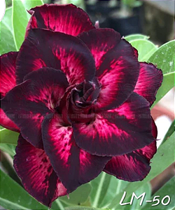 ROSA DO DESERTO LM 50