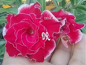 ROSA DO DESERTO MÁLAGA Matriz