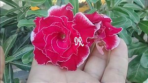 ROSA DO DESERTO MÁLAGA