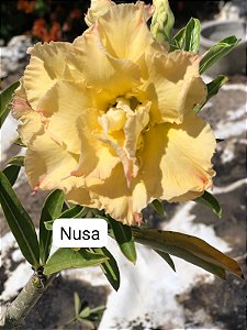 ROSA DO DESERTO NUSA
