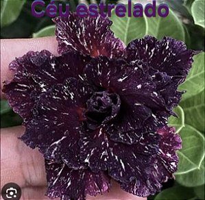 ROSA DO DESERTO CÉU ESTRELADO