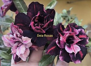 Rosa do deserto MABIEÊ(ENXERTO ADULTO)