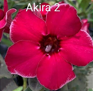 ROSA DO DESERTO AKIRA