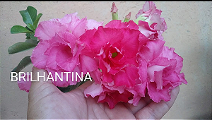 ROSA DO DESERTO BRILHANTINA bonita
