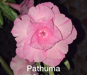 ROSA DO DESERTO PATHUMA