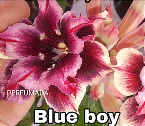 ROSA DO DESERTO BLUE BOY(CHEIRO CHICLETE